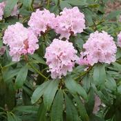 Rhododendron 'Cheer' (6.5L pot) image