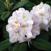 Rhododendron 'Gomer Waterer' (5L pot)