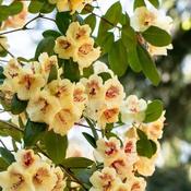 Rhododendron Hybrid.'Viscy' III (5L pot) image