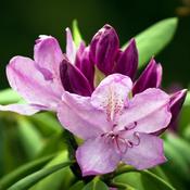 Rhododendron obt.'Purpurkissen' (4.6L pot)