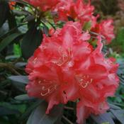 Rhododendron yakushimanum 'Bohlken's Roter Stern' ® (6L pot) image