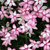 Rhodohypoxis 'Mars' (1L pot) image