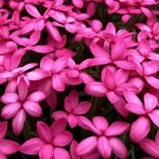 Rhodohypoxis 'Paula' (1L pot) image