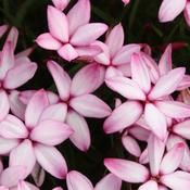 Rhodohypoxis 'Pintado' (1L pot) image