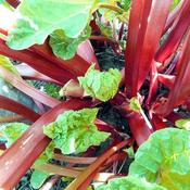 Rhubarb 'Timperley Early' (3L pot)