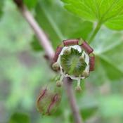 Ribes Black Velvet (Gooseberry)