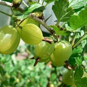 Ribes “Invicta” image