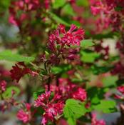 Ribes 'King Edward VII' (3L pot) image
