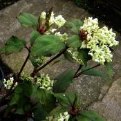 Ribes laurifolium (3L pot)