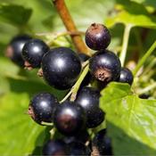 Ribes nigrum 'Cassissima® Black Marble' (3.4L pot)