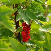 Ribes rubrum 'Ribest® Babette®' (3.4L pot)
