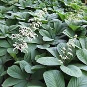 Rodgersia aesculifolia (3L pot) image