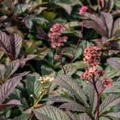 Rodgersia 'Bronze Peacock' (3L pot) image