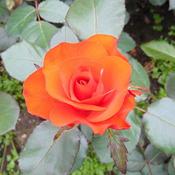 Rosa 'Amsterdam' (4.5L pot)