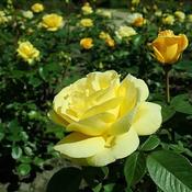 Rosa 'Arthur Bell' (5L pot) image