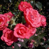 Rosa 'Birthday Wishes' (3.5L pot) image