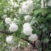 Rosa 'Climbing Iceberg' (4.5l pot) image