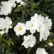Rosa 'Crystal Fairy' (4.5L pot) image