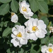 Rosa 'Diamant' (3L pot) image