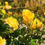 Rosa 'Flower Carpet Gold' (3.5L pot) image