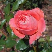 Rosa 'Kimono' (12L pot)