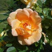 Rosa 'Maigold' (4.5L pot)