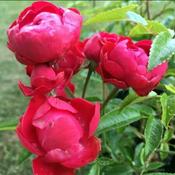 Rosa 'Mothers Day' (4.5L pot)