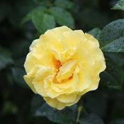 Rosa 'Precious Gold' (3.5L pot) image