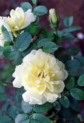 Rosa rugosa 'Agnes' (2L pot)