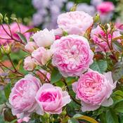 Rosa 'Silas Marner' (6L pot) image