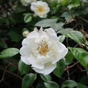 Rosa 'White Diamond' Standard (10L pot) image