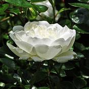 Rosa 'White Patio' (3.5L pot) image