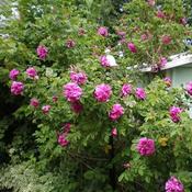 Rosa 'Wild Edric' (6L pot)