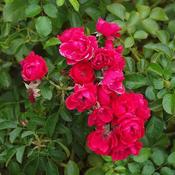 Rose Flower Carpet Scarlet (3.5L pot) image