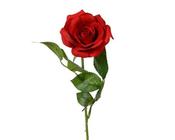 Rose on stem image