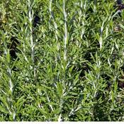 Rosemary (9cm pot) image
