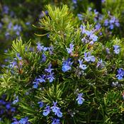 Rosemary officinalis (9cm pot)