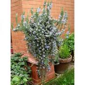 Rosemary prostratus (9cm pot) image