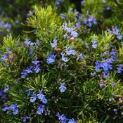 Rosmarinus Officinalis (3L pot) image