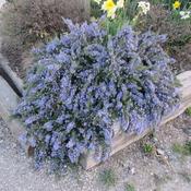 Rosmarinus Officinalis Prostrata (Rosemary) (1.4L pot) image
