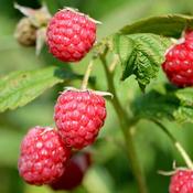 Rubus id. 'Autumn First' (3.4L pot)