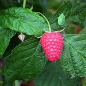 Rubus idaeus 'Autumn Belle'® (3.4L pot)