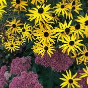 Rudbeckia 'Little Goldstar' (3L pot)