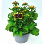 Rudbeckia 'Rudy Mini Yellow Black' (5L pot) image