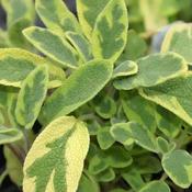 Sage 'Golden' (9cm pot) image
