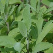 Sage Green (9cm pot) image