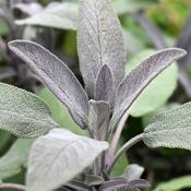 Sage Purple (9cm pot) image