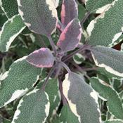 Sage Tricolor (9cm pot) image