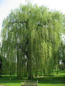 Salix alba 'Tristis' (10L pot) image