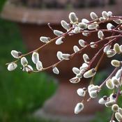 Salix caprea 'Kilmarnock' (7.5L pot)